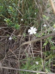 Stellaria cuspidata