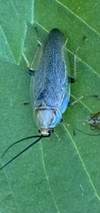 Ellipsidion humerale