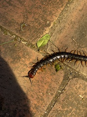 Cormocephalus westwoodi