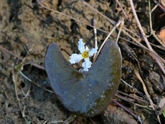 Nymphoides spongiosa