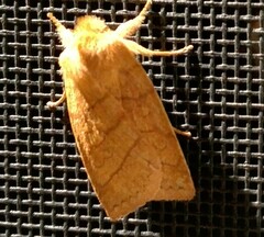 Pyreferra hesperidago