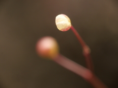 Utricularia subulata