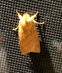 Pyreferra hesperidago