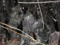 Utricularia subulata