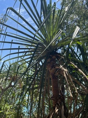 Pandanus tectorius