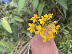 Epidendrum melinanthum