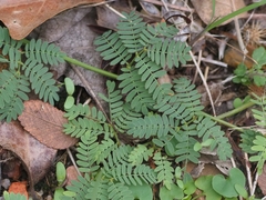 Mimoseae