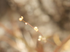 Utricularia subulata