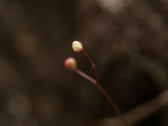Utricularia subulata