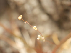Utricularia subulata