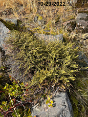 Myriopteris gracillima