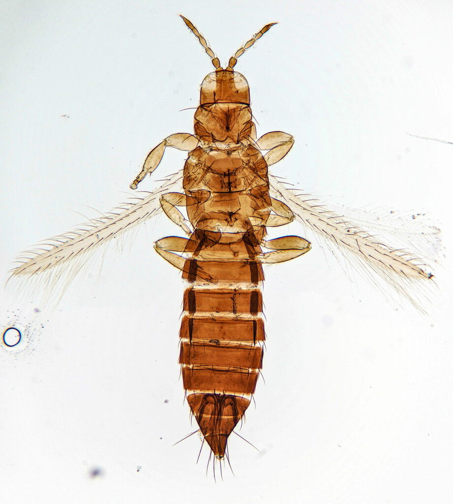 Thrips