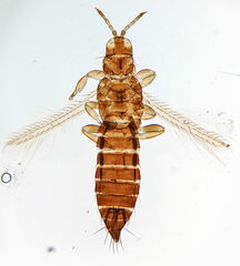 Frankliniella intonsa