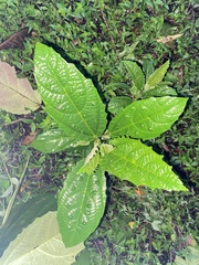 Urera baccifera