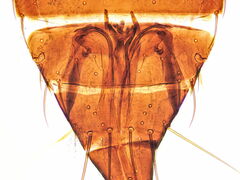 Frankliniella intonsa