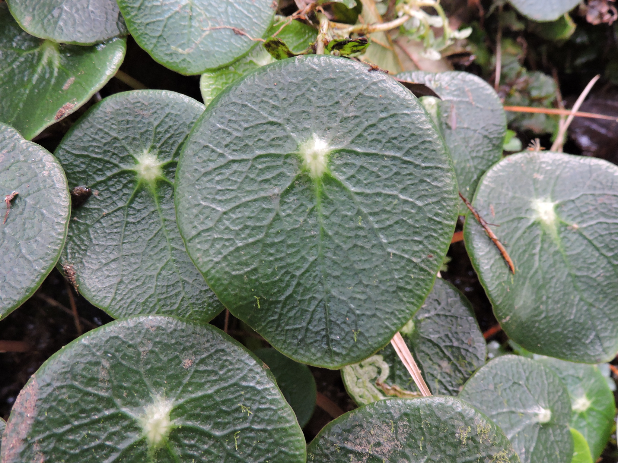 Peperomia tropeoloides image