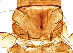 Frankliniella intonsa