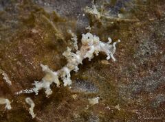 Eubranchus