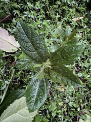 Urera baccifera