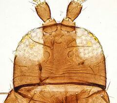 Frankliniella intonsa