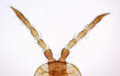 Frankliniella intonsa