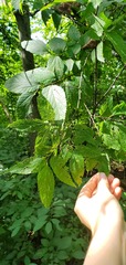 Celtis tenuifolia