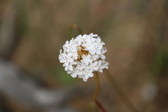 Ixodia achillaeoides