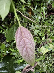 Urera baccifera