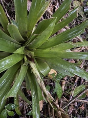 Guzmania