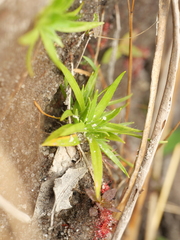 Lachnocaulon