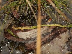 Lycopodiella