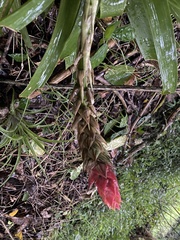 Guzmania