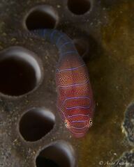 Cochleoceps bicolor