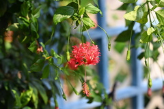 Hibiscus schizopetalus