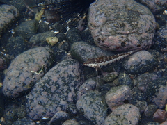 Parapercis xanthozona