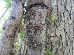 Enoclerus ichneumoneus