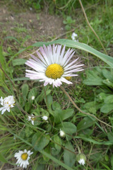 Bellis sylvestris
