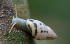 Drymaeus interpunctus