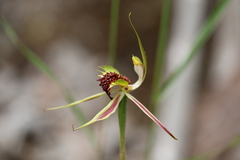 Caladenia stricta