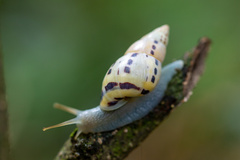 Drymaeus interpunctus