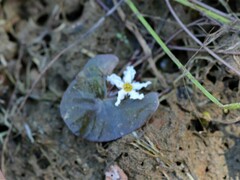Nymphoides spongiosa