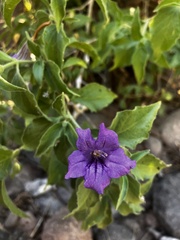 Ruellia californica