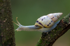 Drymaeus interpunctus