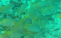 Lutjanus fulviflamma