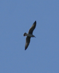 Leucophaeus atricilla