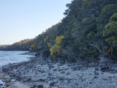 Sophora microphylla