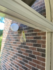 Italochrysa insignis