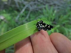 Pseudothyris sepulchralis