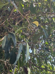 Chionanthus ramiflorus