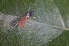 Myrmarachne helensmithae